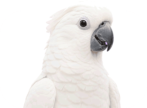 Păsări