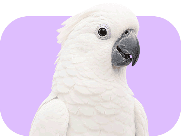 Păsări
